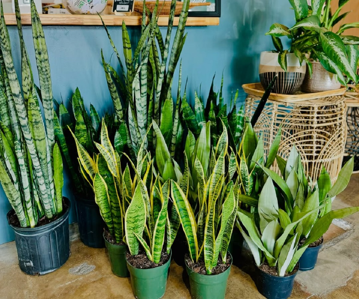 Succulents that look like a Snake plant