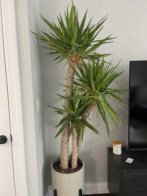 Spineless Yucca indoor
