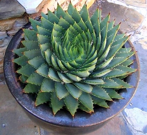 Succulent with spiral shaped leaves 1