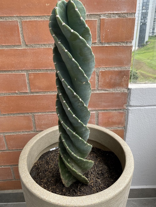 Succulent with spiral shaped leaves 5
