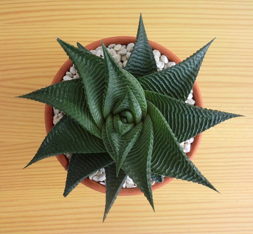 Succulent with spiral shaped leaves 3