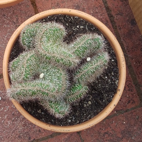 Succulent with spiral shaped leaves 9