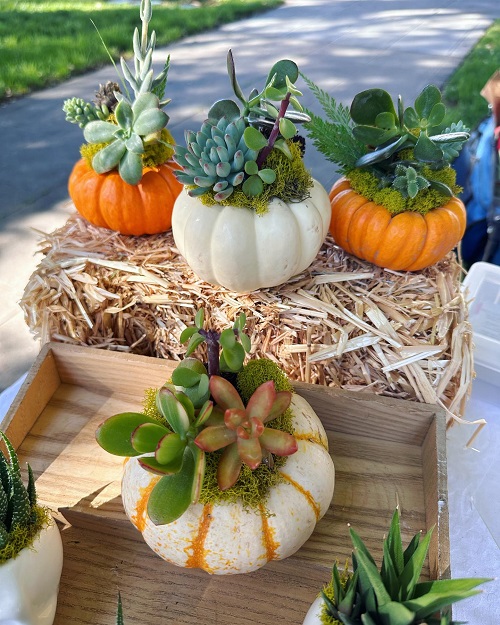 Succulent Arrangement in Unique Things 1