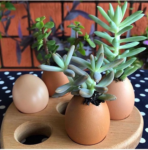 Beautiful Succulent Arrangement in Unique Things 6