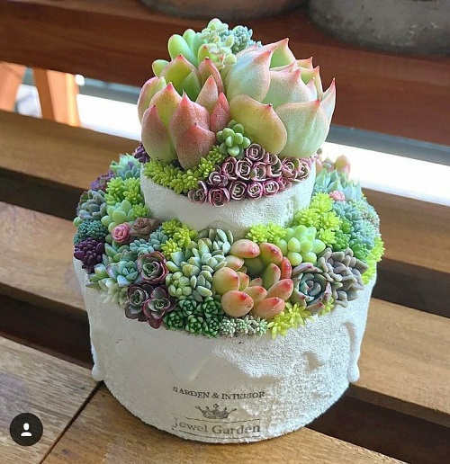 Beautiful Succulent Arrangement in Unique Things 7