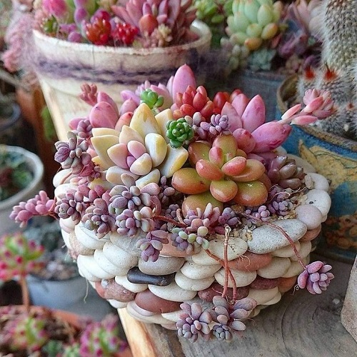 Stunning Succulent Arrangement in Unique Things 3