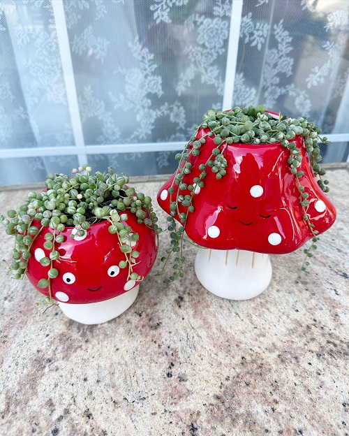 Stunning Succulent Arrangement in Unique Things 4