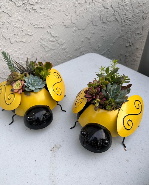 Stunning Succulent Arrangement in Unique Things 5