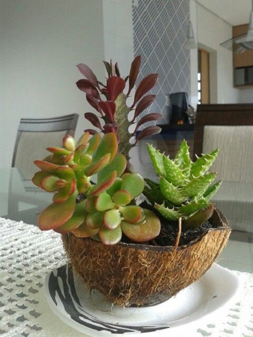 Succulent Arrangement in Unique Things 3