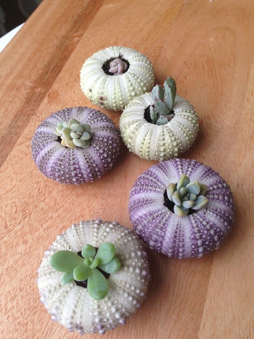 Succulent Arrangement in Unique Things 5