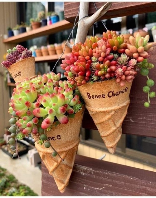 Beautiful Succulent Arrangement in Unique Things 1