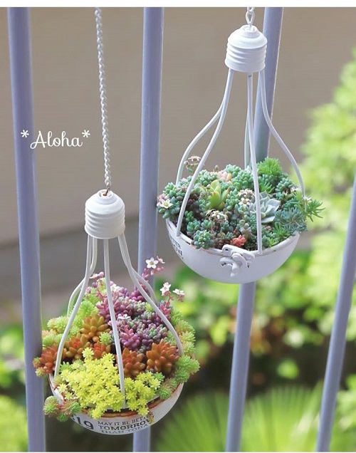Beautiful Succulent Arrangement in Unique Things 2