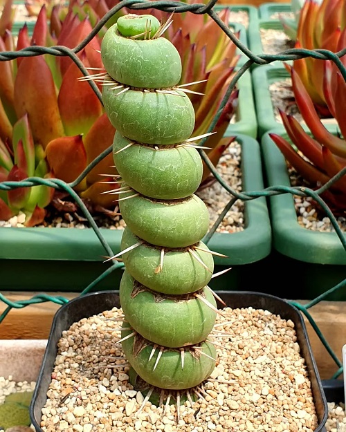 Succulent with spiral shaped leaves 7