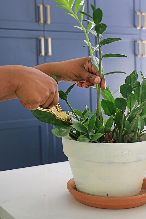 ZZ Plant Grow More Stems 6
