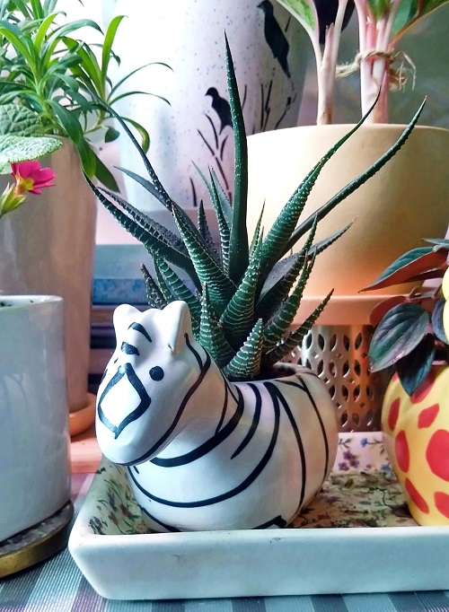 Succulents that look like a Snake plant 2