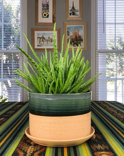 aloe vera uses