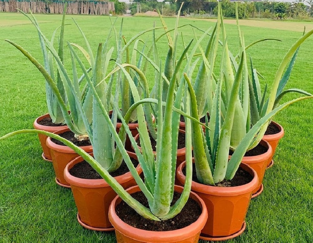 aloe vera uses 1