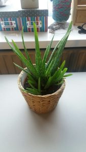 Growing Aloe Vera Indoors? Do This to Keep It Thriving Year-Round
