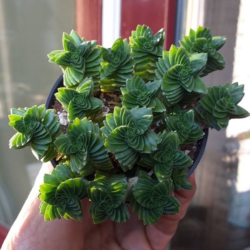 Succulent with spiral shaped leaves 2
