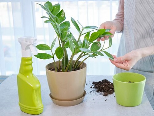 ZZ Plant Grow More Stems 5