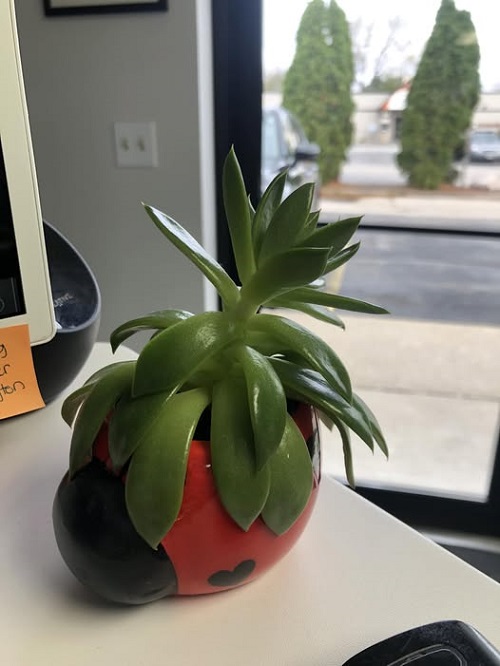 Tips to Fix Leggy Succulents Without Repotting