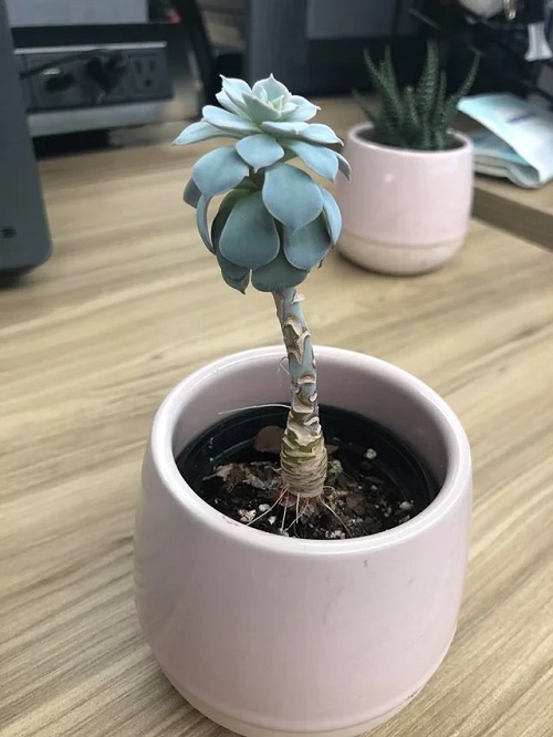Tips to Fix Leggy Succulents Without Repotting
