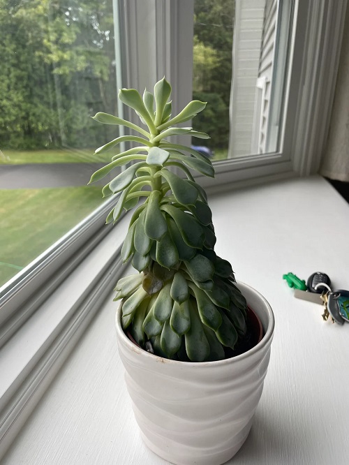 Keep Rotating the Plant