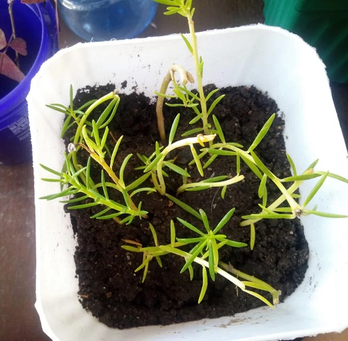 moss rose propagate