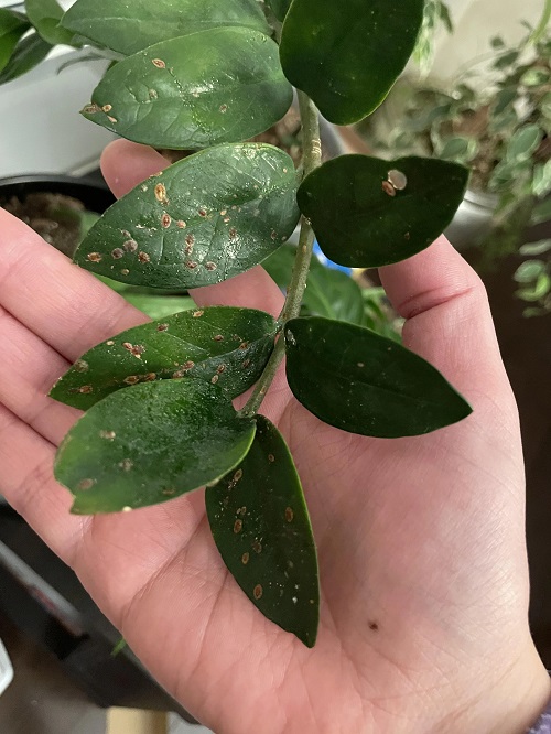 ZZ Plant Grow More Stems 9