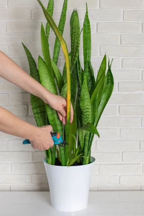 Tips for Fuller snake Plant 8