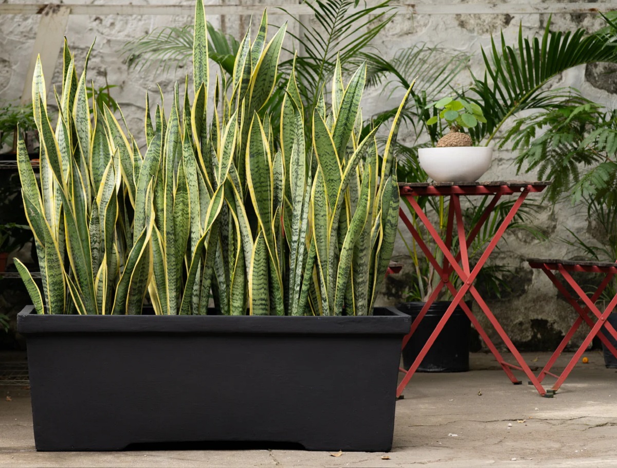 Your snake plant stripes mean something—find out what