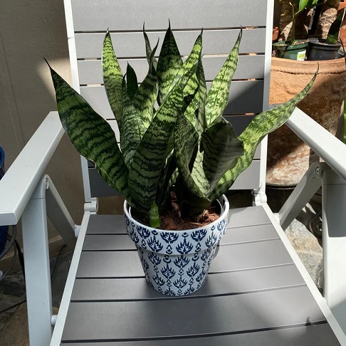 Stripes on Snake Plants— Symptoms of Ill Health