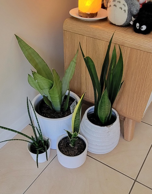 Love Snake Plants 6