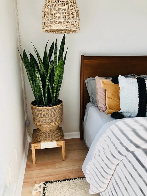 Love Snake Plants 9