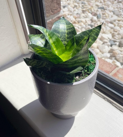 Snake Plant Grow in a Spiral or Circle Shape 5