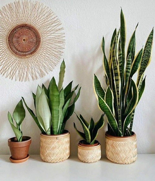 Love Snake Plants 10