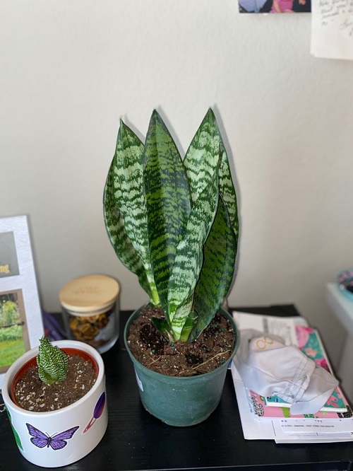 Love Snake Plants 7