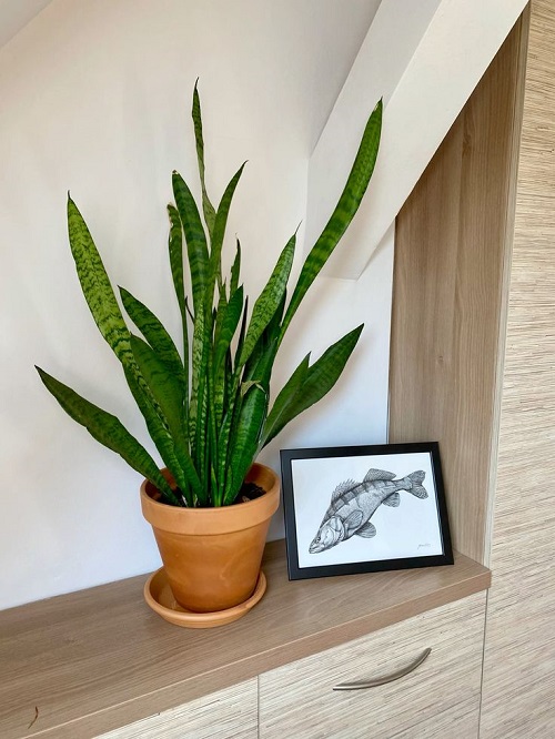 Succulents That Improve Mood and Reduce Anxiety 2