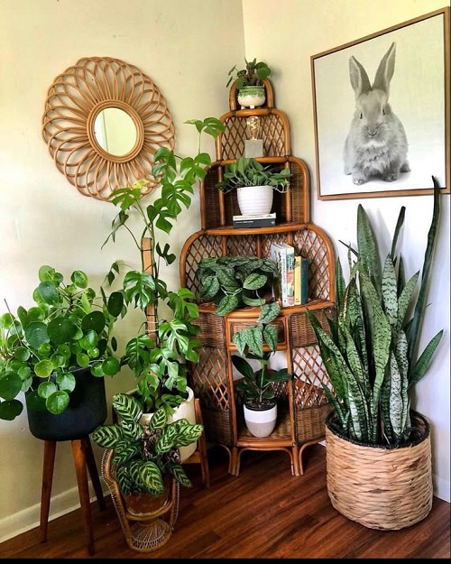 Love Snake Plants 13