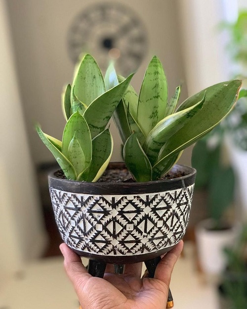 Love Snake Plants 11