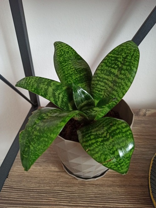 Love Snake Plants 5