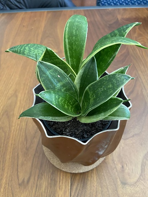 Love Snake Plants 4