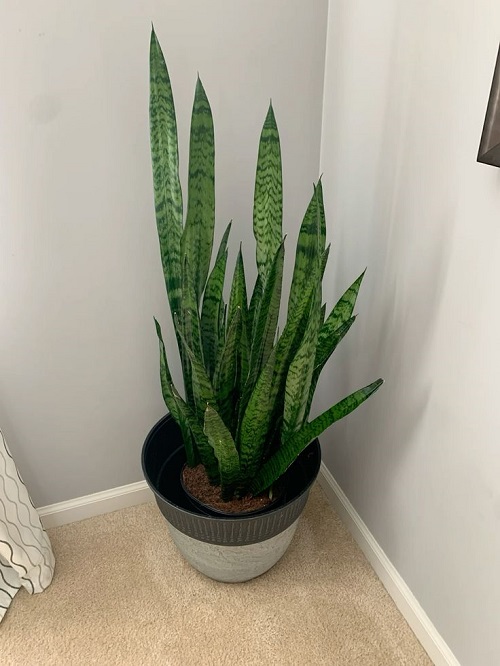 Love Snake Plants 3