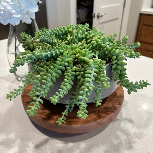 Succulents That Improve Mood and Reduce Anxiety 7