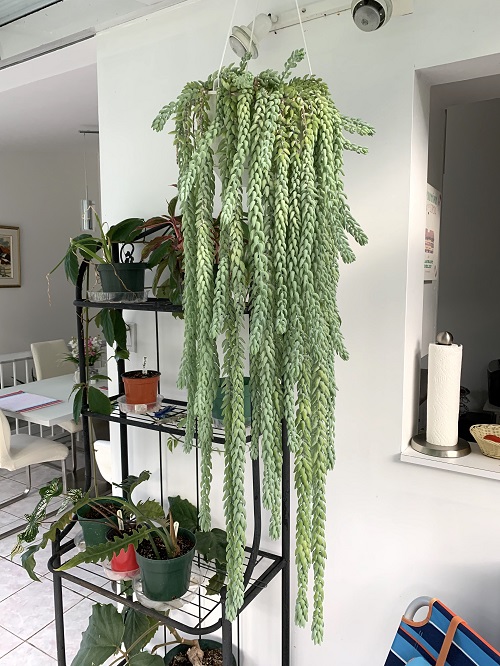 Display Burro’s Tail 2