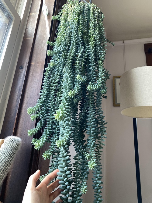 decorate Burro’s Tail 6