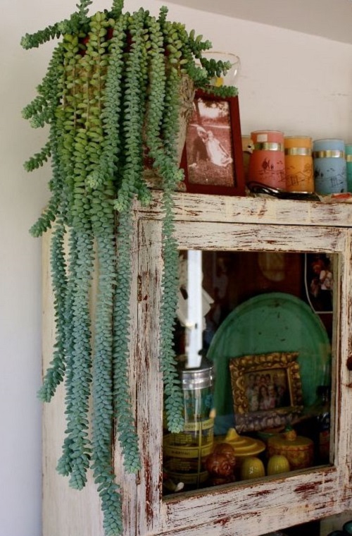 Display Burro’s Tail 3