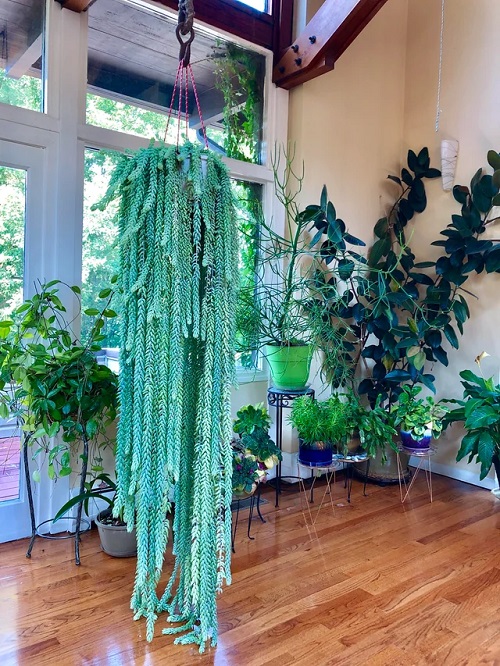 Display Burro’s Tail 4
