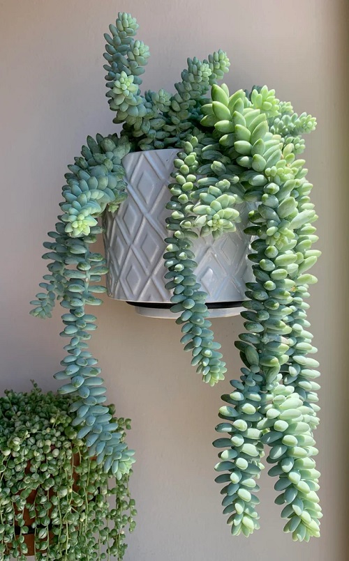 Display Burro’s Tail 6