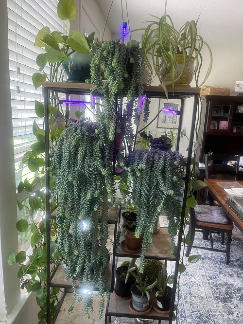 Display Burro’s Tail Display Burro’s Tail 8